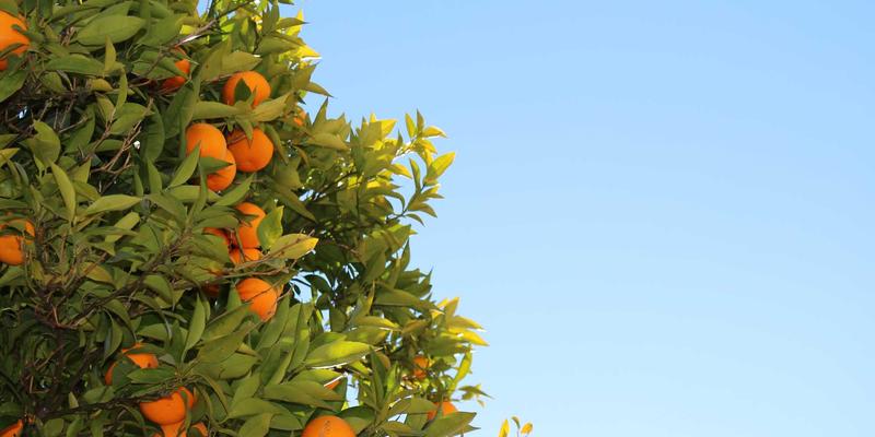 探索非洲食品：异国风味背后的营养宝库与文化密码